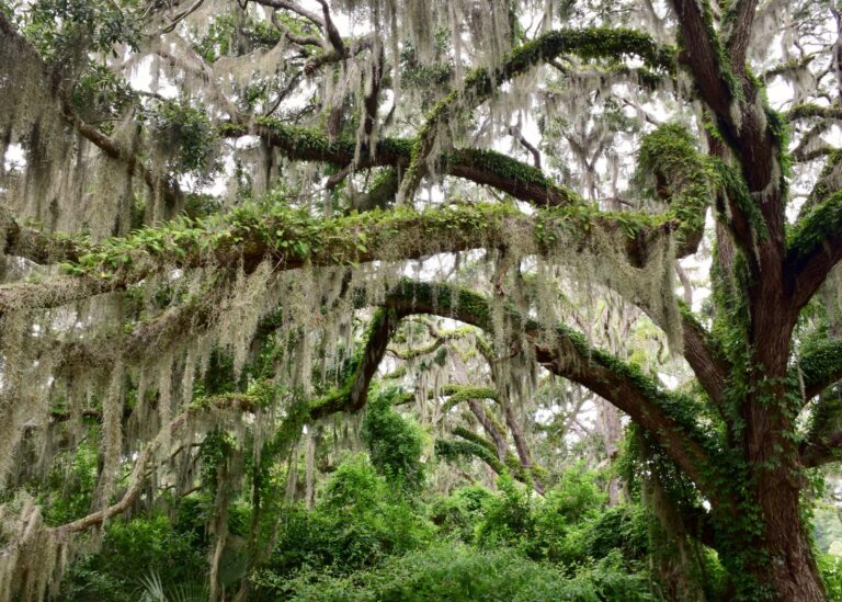 Live oaks hung with Spanish moss.
